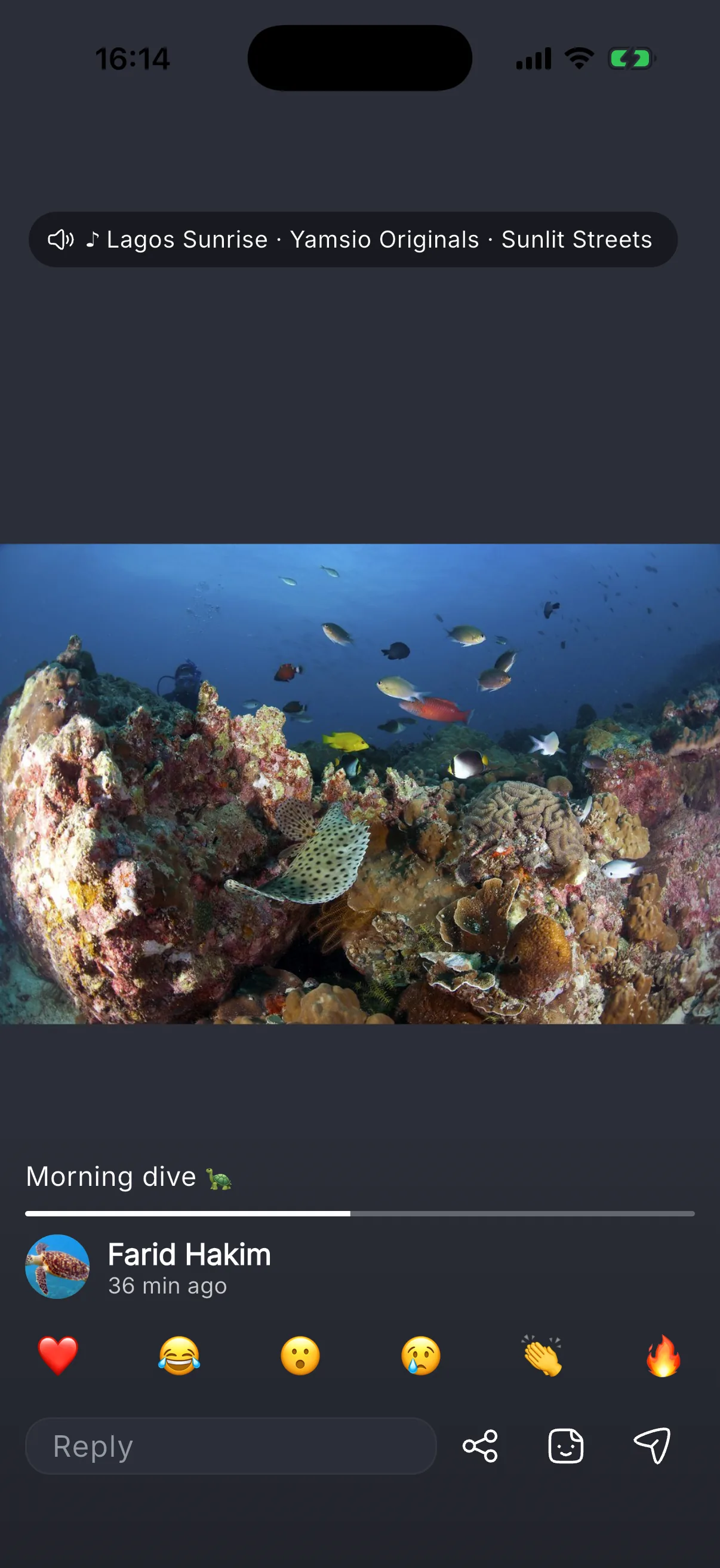 A ken’s diary: a morning dive, with a song and a row of reactions